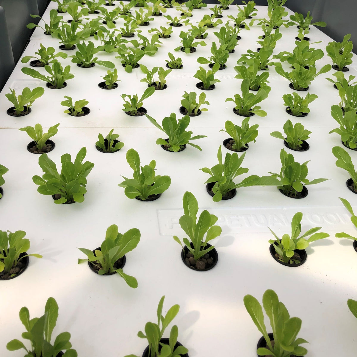 Aquaponics Grow Raft – The Greenhouse Company of South Carolina